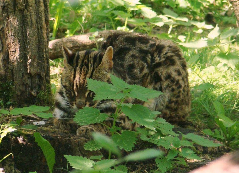 potret kucing hutan Prionailurus bengalensis (commons.wikimedia.org/Abujoy)