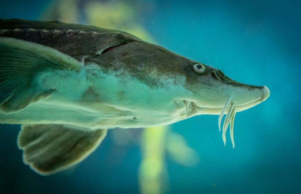 4 Fakta Menarik dari Insang pada Ikan, Penting untuk Pernapasan!