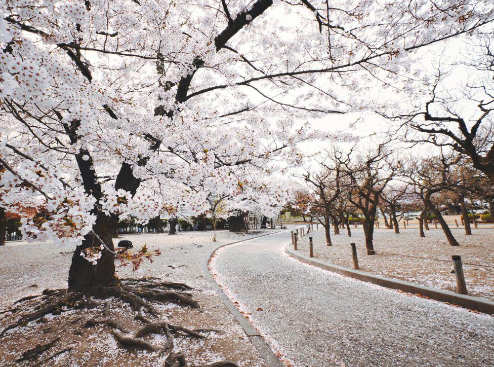4 Fakta Menarik Pohon Sakura, Simbol Keindahan Jepang