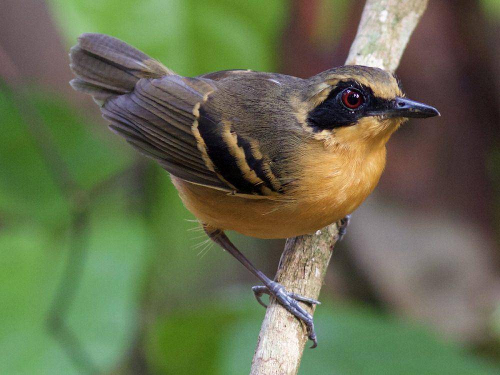 Black-faced antbird betina (ebird.org/Luiz Matos)
