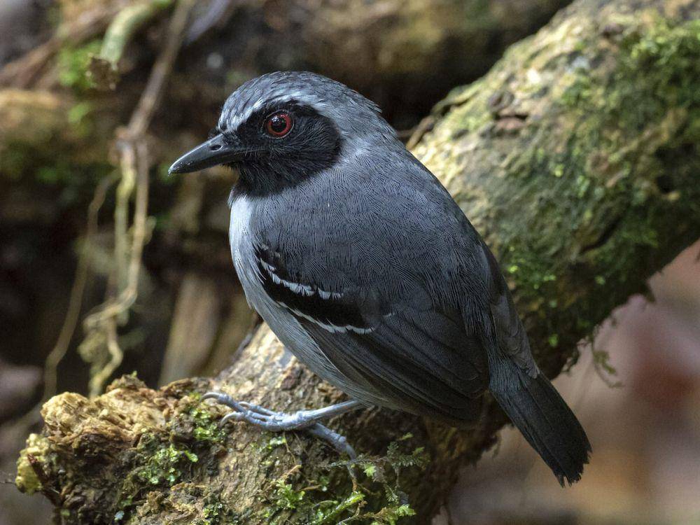 Black-faced antbird mengikuti semut untuk berburu (ebird.org/Andres Vasquez Noboa)