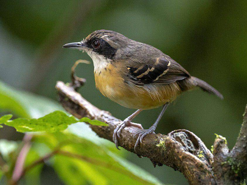 Suara panggilan black-faced antbird sangat khas (ebird.org/Andres Vasquez Noboa)