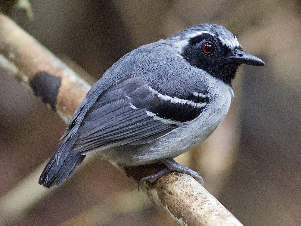Penampilan burung ini menonjol dengan wajah hitamnya (ebird.org/Luiz Matos)