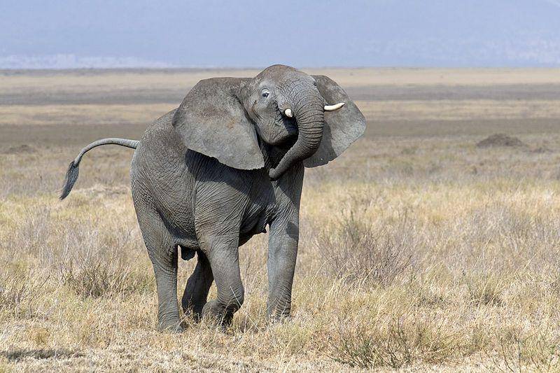 seekor gajah semak afrika yang sedang menunjukan dominasi di area sabana (commons.wikimedia.org/Yathin S Krishnappa)