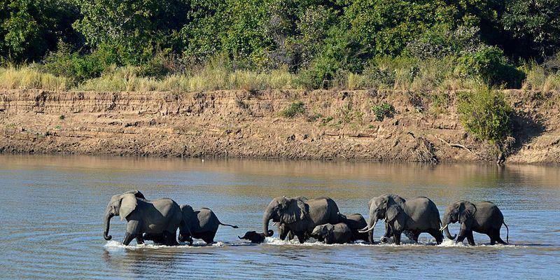 potret kelompok gajah semak afrika yang sedang bergerak bersama di sungai (commons.wikimedia.org/Geoff Gallice)