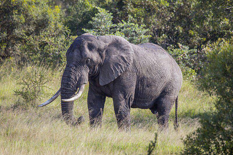 Sosok gajah semak afrika dewasa yang sedang menikmati suasana di sekitar wilayahnya. (commons.wikimedia.org/Charles J. Sharp)