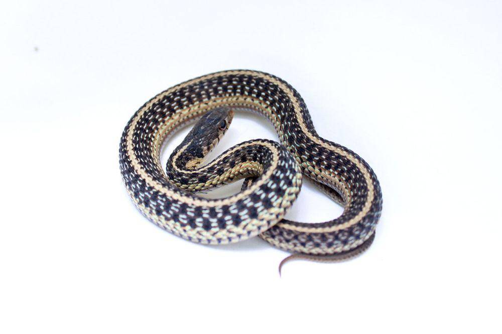 ilustrasi Thamnophis sirtalis (commons.wikimedia.org/Brian Gratwicke)