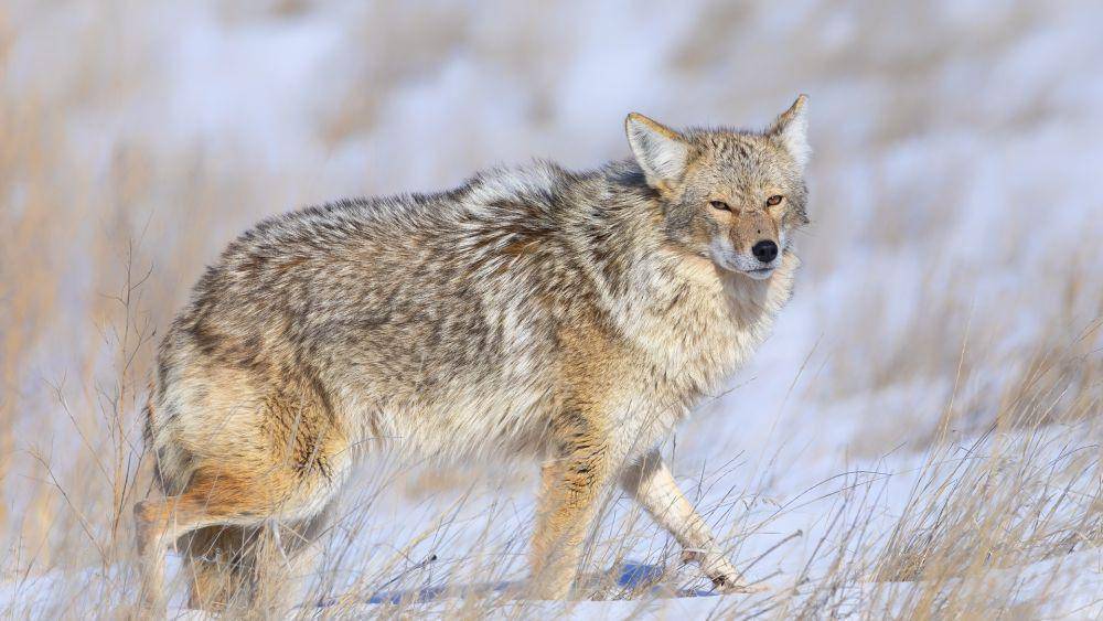 ilustrasi coyote (pixabay.com/Shauna Fletcher)