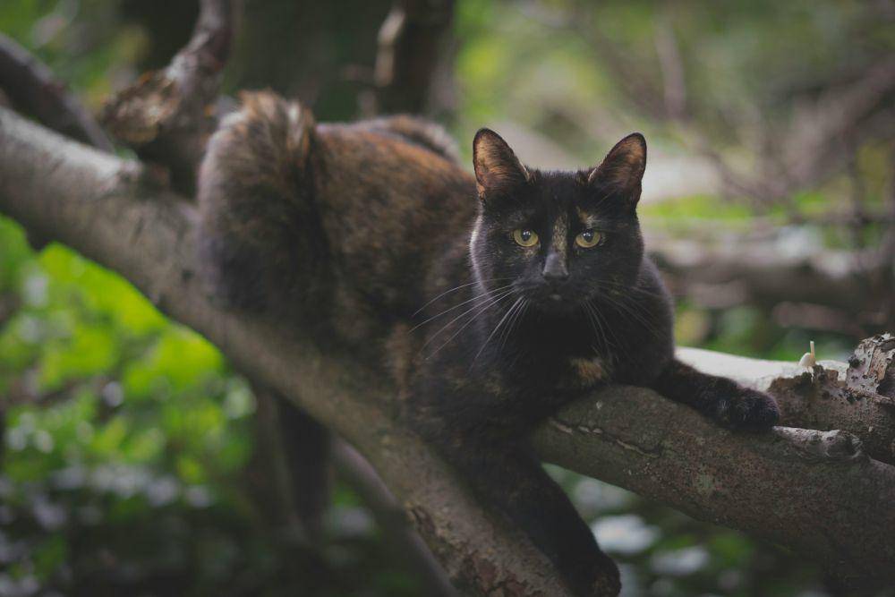 illustrasi kucing hitam (unsplash.com/Craig McLachlan)