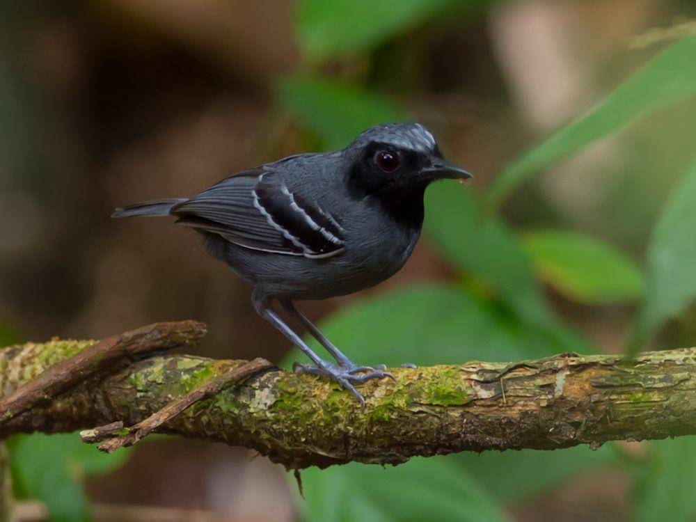 Fakta black-faced Antbird (commons.wikimedia.org/João Quental)
