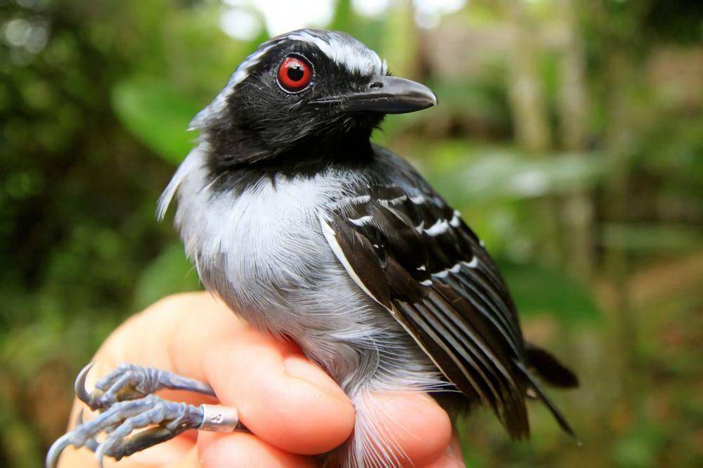 Ancaman kelangsungan hidup black-faced antbird (pinterest.com/Fábrica Mohn S.A.)