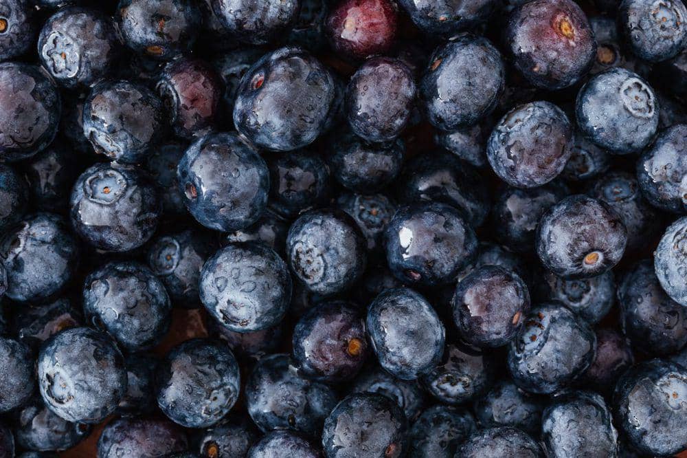 ilustrasi blueberry