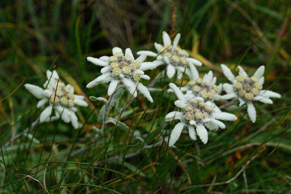 ilustrasi bunga edelweiss (commons.wikimedia.org/xulescu_g)