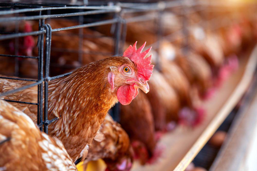 Para Peternak Berharap Makan Bergizi Gratis Gandeng Koperasi Produsen Telur