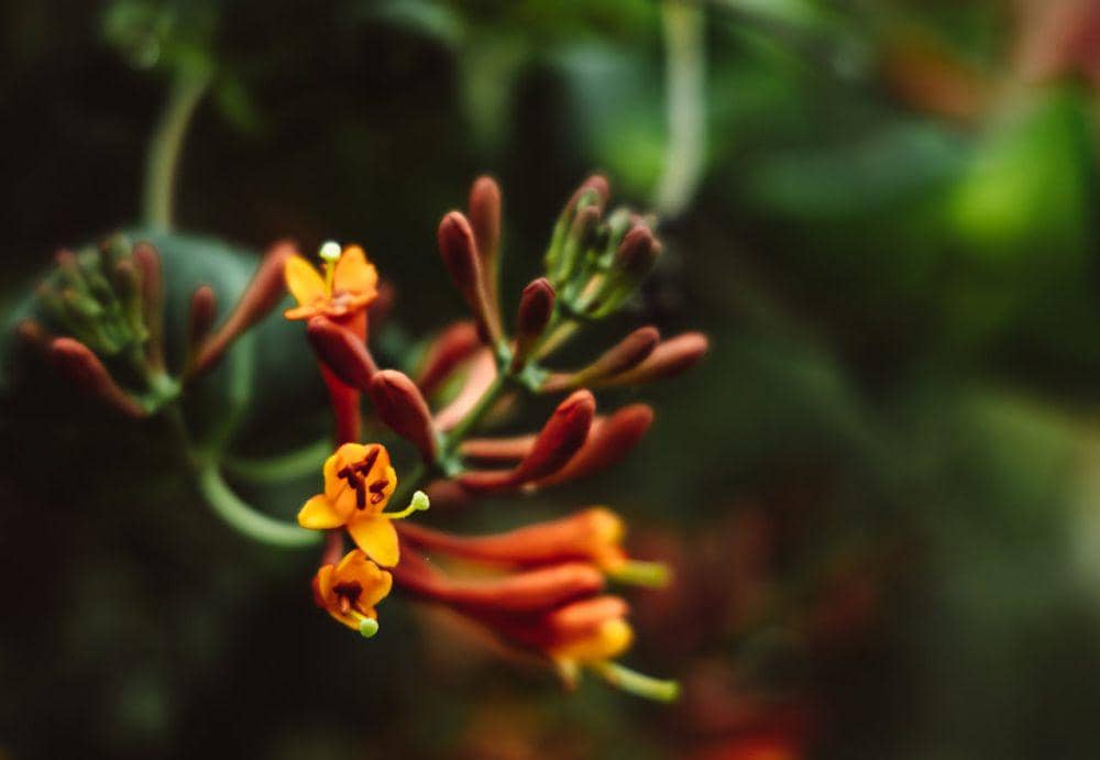 Buat Taman Rumah Jadi Indah dengan 6 Tanaman Bunga Merambat Cantik Ini