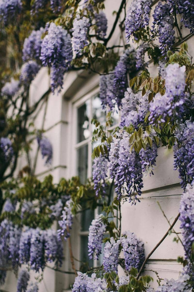 ilustrasi tanaman Wisteria (pexels.com/Lina Kivaka)