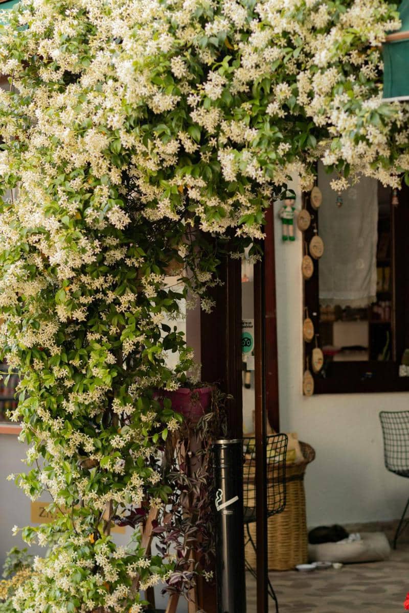 ilustrasi tanaman Star jasmine (pexels.com/Emre Can)