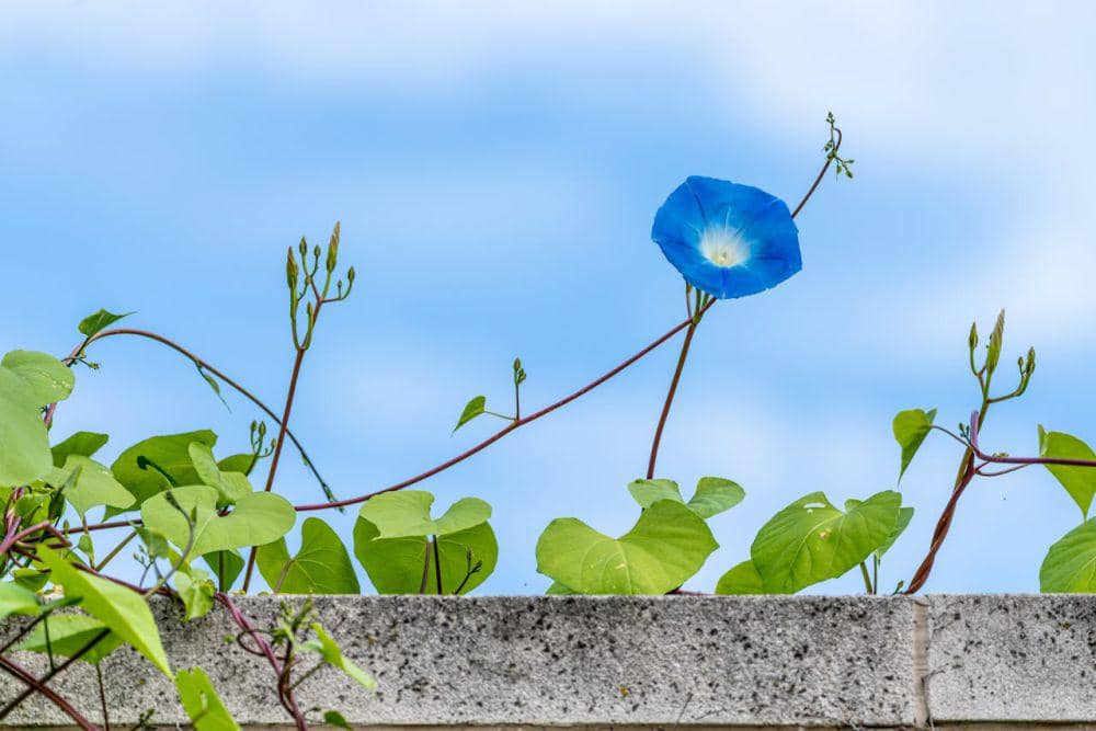 ilustrasi tanaman Morning glory (pexels.com/Skyler Ewing)
