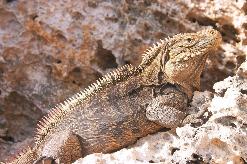 5 Fakta Unik Iguana Batu Kuba, Salah Satu yang Terbesar di Genusnya!