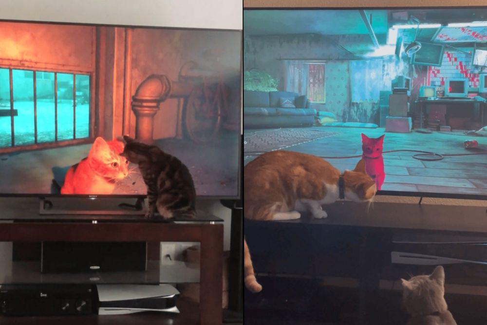 9 Foto Anabul Nonton Game Stray, Kucing Nonton Kucing?
