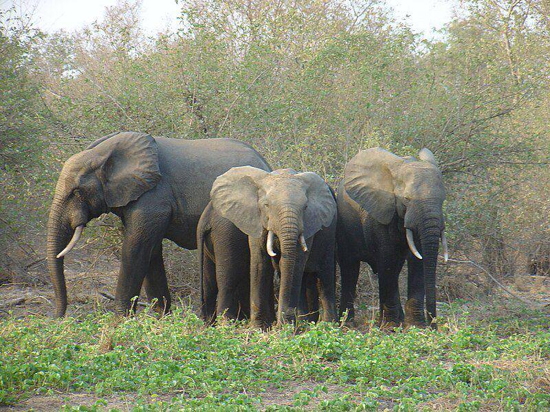 Meski sama-sama hidup berkelompok, jumlah anggota kelompok gajah hutan afrika lebih kecil ketimbang saudaranya. (commons.wikimedia.org/Jean-Paul Boerekamps)