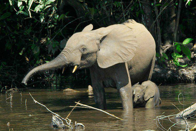 induk dan anak gajah hutan afrika yang berada di aliran sungai (commons.wikimedia.org/Thomas Breuer)