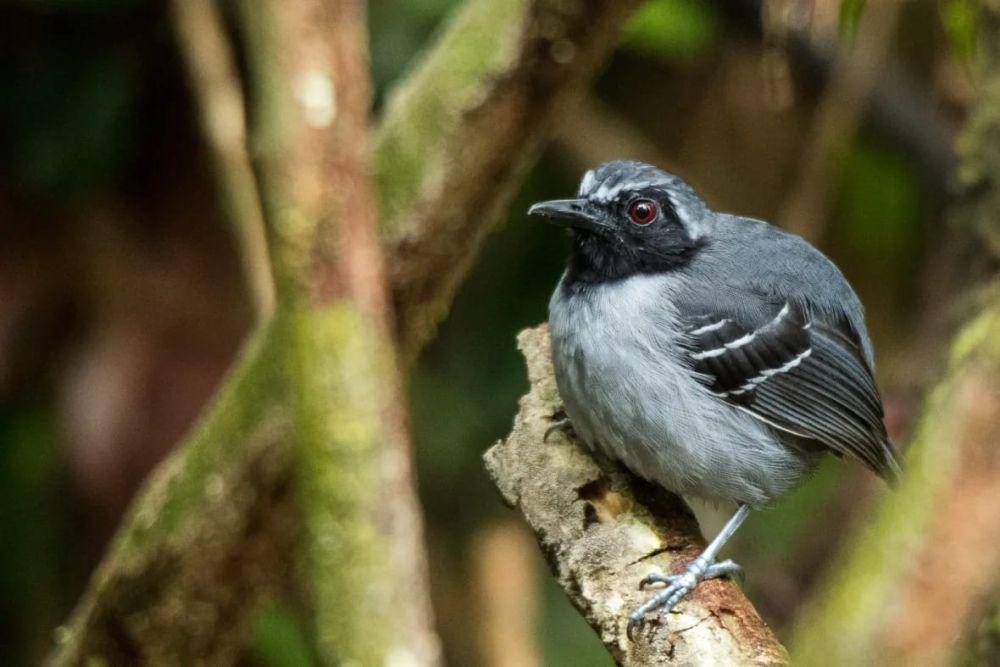 Black-faced antbird memiliki kemampuan beradaptasi (birdscolombia.com)