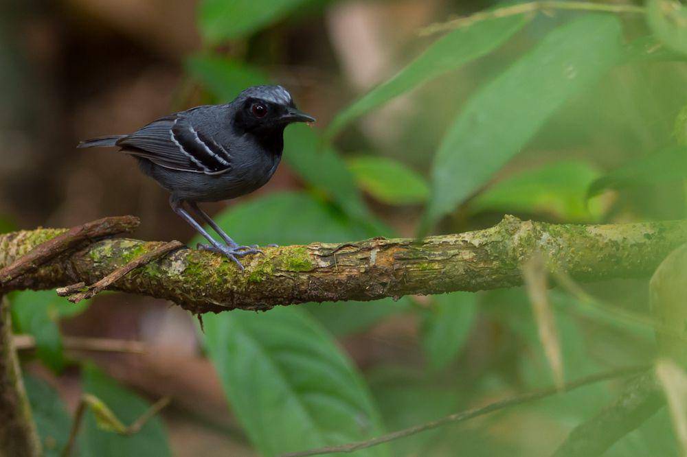 Burung black-faced antbird di hutan tropis (commons.wikimedia.org/Joao Quental)