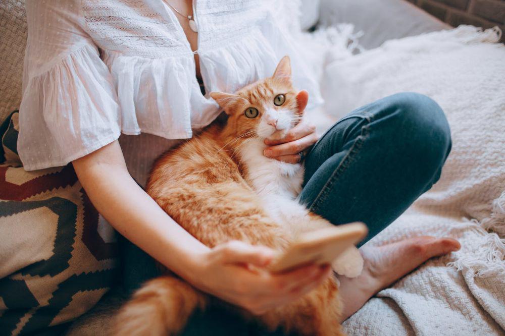100 Inspirasi Nama Kucing Betina Pembawa Rezeki