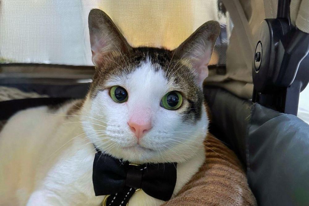 Kucing Prabowo Dapat Hadiah dari Kedubes China, Warganet: Gratifikasi?