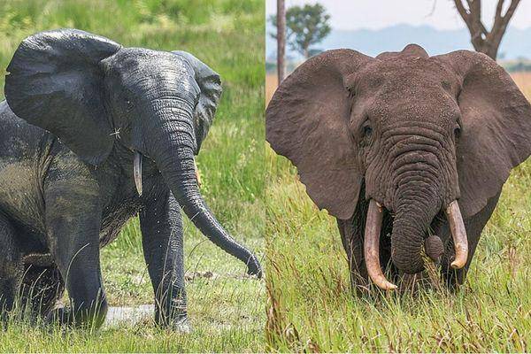 kolase perbandingan gajah semak afrika dan gajah hutan afrika, bisa membedakannya? (commons.wikimedia.org/Wich'yanan L | Charles J. Sharp)