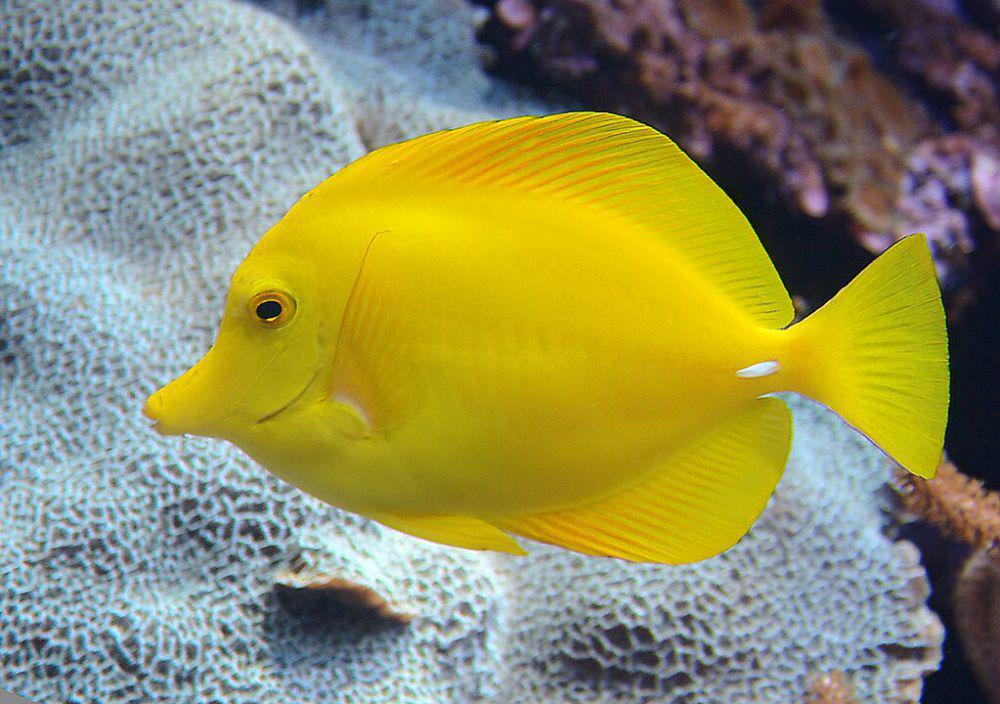 5 Fakta Unik Yellow Tang, Kerabat Ikan 'Dori' dengan Warna Kuning