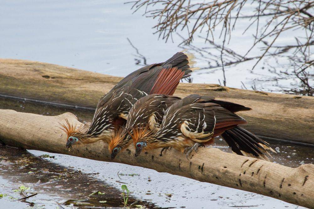 ilustrasi hoatzin (flickr.com/Brad Dawson)