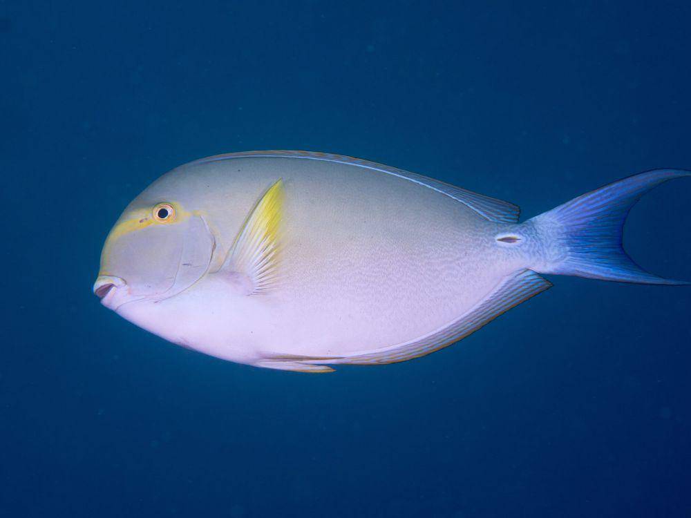 Ilustrasi botana belang jingga (commons.wikimedia.org/Rickard Zerpe)
