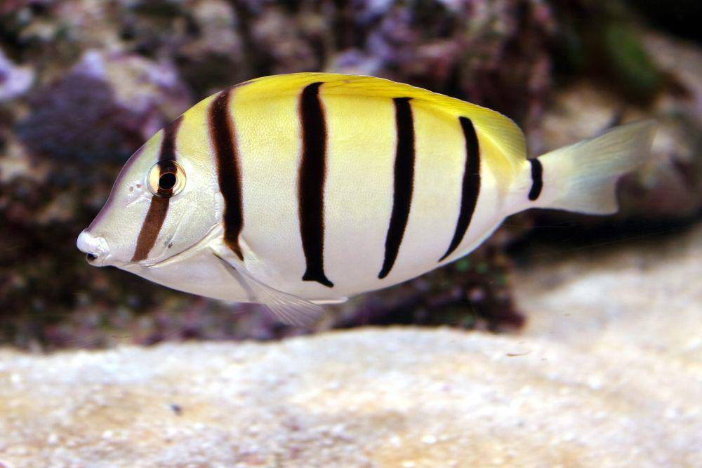 ilustrasi botana zebra (commons.wikimedia.org/brian.gratwicke)