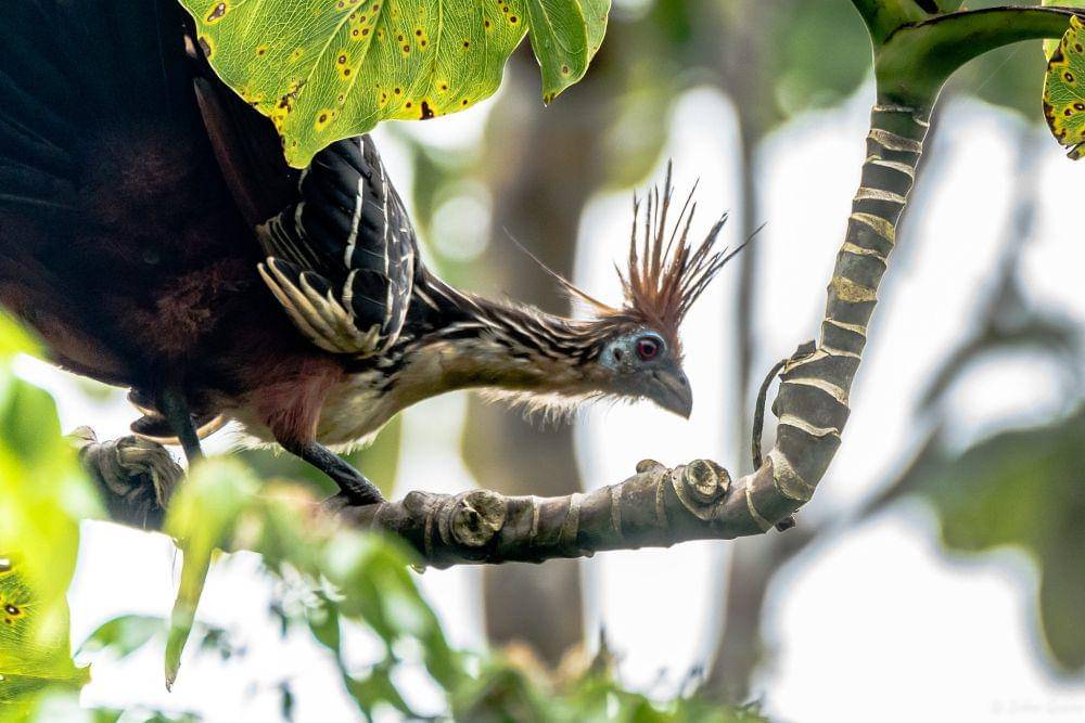 ilustrasi hoatzin (flickr.com/John Quine)