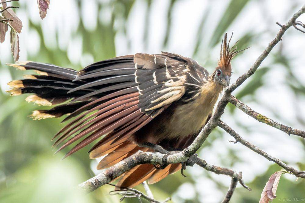 ilustrasi hoatzin (flickr.com/John Quine)