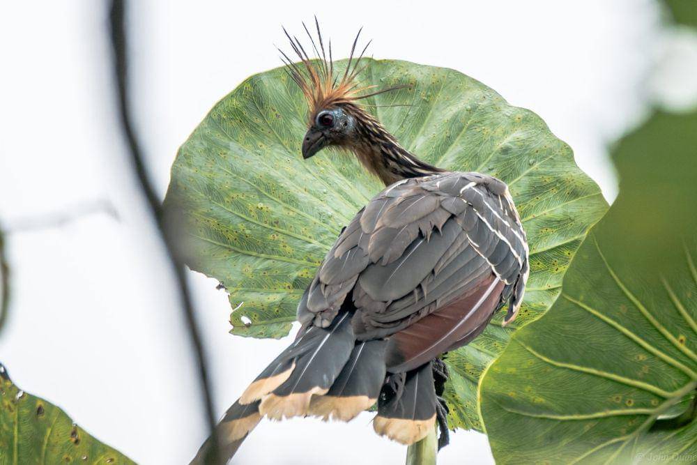 ilustrasi hoatzin (flickr.com/John Quine)