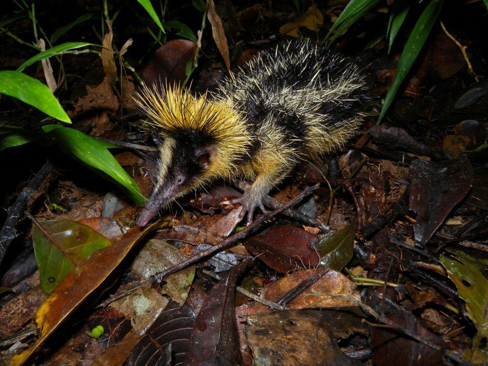 5 Fakta Lowland Streaked Tenrec, Dapat Menghasilkan Suara Ultrasonik!