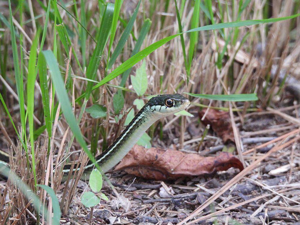 ilustrasi Thamnophis proximus (commons.wikimedia.org/ncb1221)