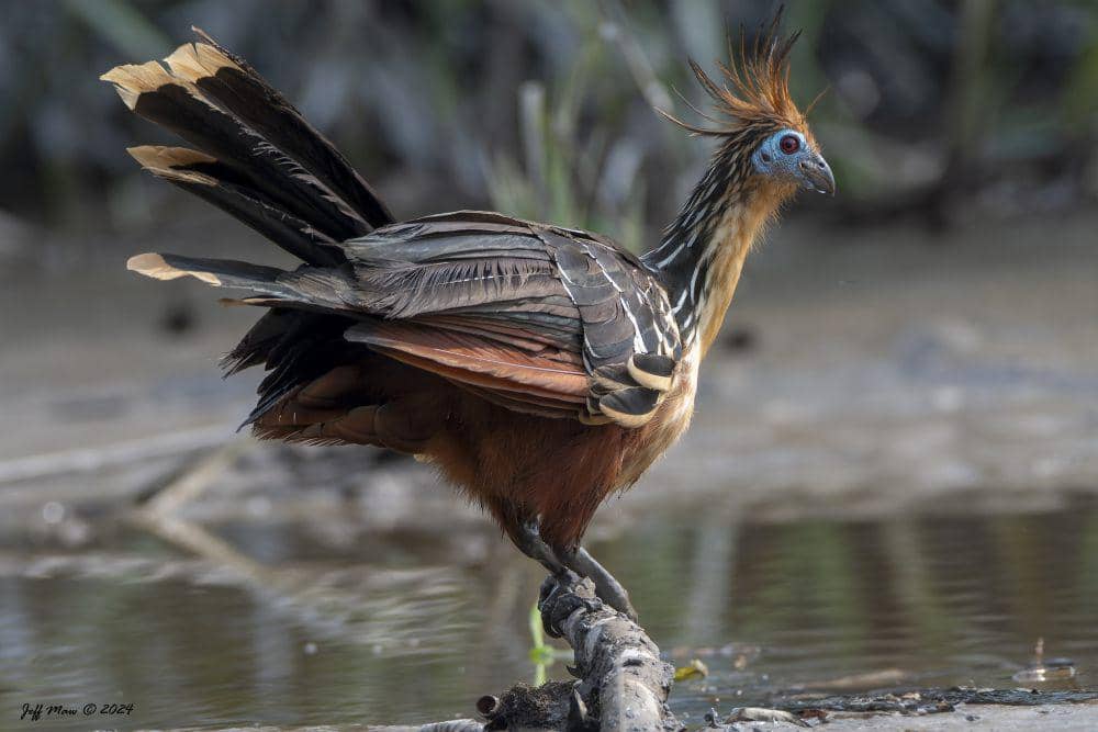 ilustrasi hoatzin (flickr.com/Jeff Maw)