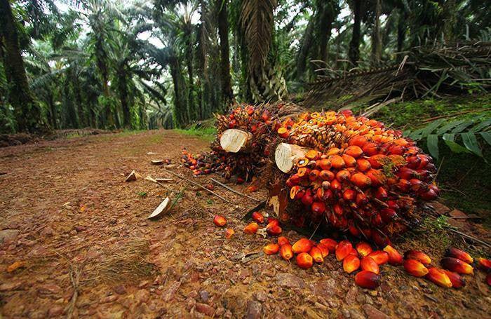 Harga TBS Kelapa Sawit di Kaltim Naik Terimbas Harga CPO