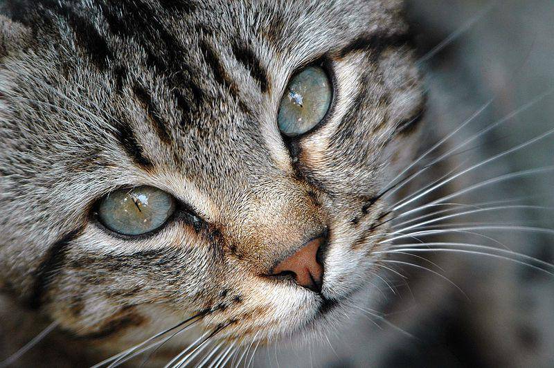 Kucing berpotensi mengisi peringkat kedua dalam daftar ini karena mereka diperkirakan sudah bersama kita sejak belasan ribu tahun silam. (commons.wikimedia.org/Cayambe)