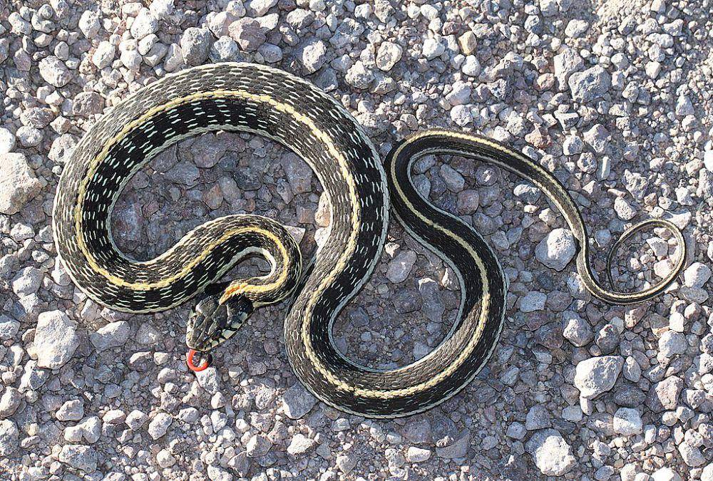 ilustrasi Thamnophis cyrtopsis (commons.wikimedia.org/ALAN SCHMIERER)