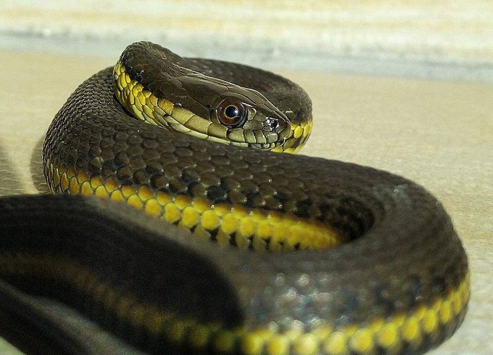 ilustrasi Thamnophis melanogaster (commons.wikimedia.org/Aa A)