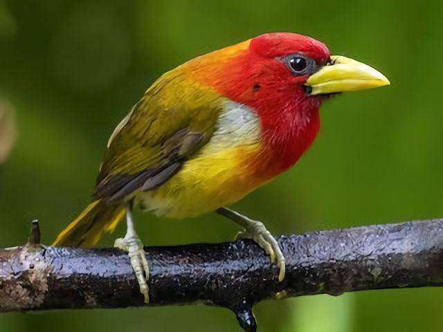 Scarlet-hooded barbet dengan bulu merah cerah (birdsoftheworld.org/Andres Vasquez Noboa)