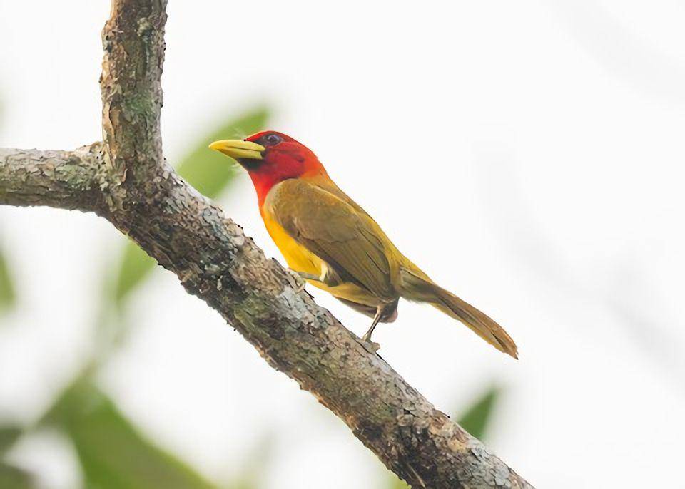 Scarlet-hooded barbet bersarang di lubang pohon mati (ebird.org/Patrick Van Thull)