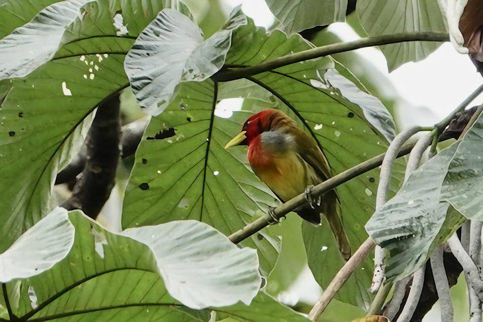 Suara nyaring burung ini menggema (ebird.org/Gladys Wigg)