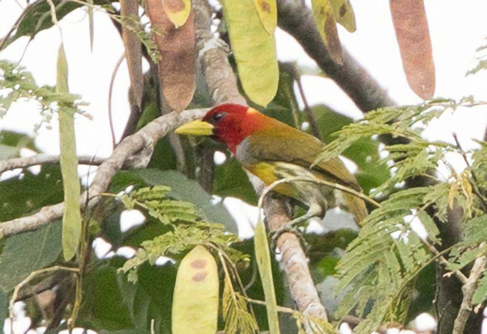 Hidup dalam kelompok (inaturalist.org/claudekolwelter)