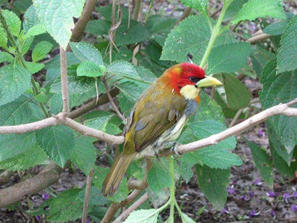 Scarlet-hooded barbet (commons.wikimedia.org/nmoorhatch)